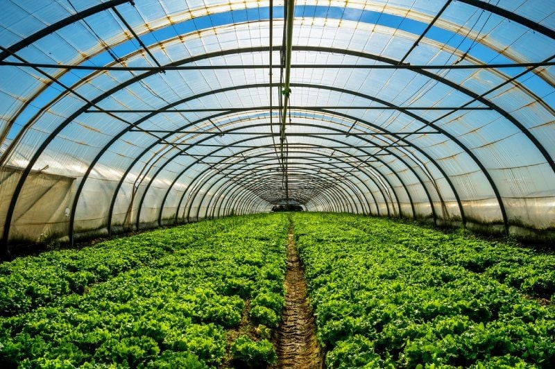How to Build a Temperature-Controlled Greenhouse How to Build a Temperature-Controlled Greenhouse